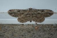 Peribatodes rhomboidaria rhomboidaria