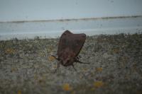 Noctua pronuba
