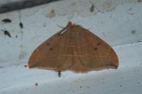 Watsonalla binaria