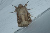 Luperina dumerilii