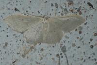 Idaea straminata