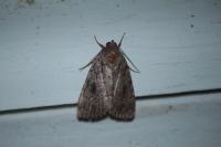 Amphipyra pyramidea/Amphipyra berbera