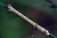 Biston betularia