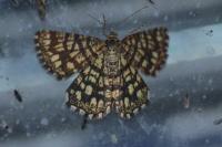 Chiasmia clathrata
