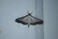 Cydalima perspectalis