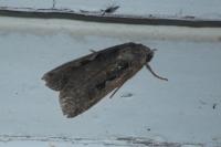 Xestia c-nigrum