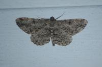Peribatodes rhomboidaria rhomboidaria