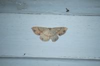 Cyclophora punctaria
