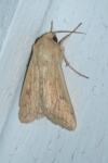 Mythimna vitellina