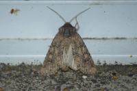 Luperina testacea
