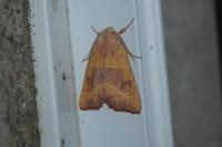 Atethmia centrago