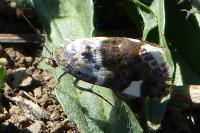 Acontia lucida