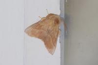 Malacosoma neustria