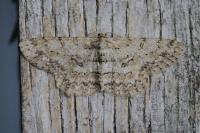 Hypomecis punctinalis