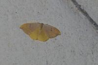 Watsonalla binaria