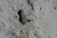 Nola aerugula