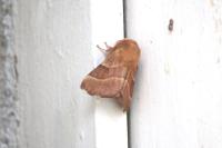 Malacosoma neustria