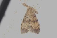 Lymantria dispar