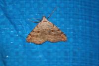 Aplocera efformata/plagiata