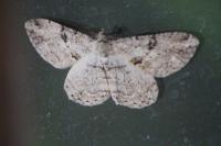 Peribatodes rhomboidaria rhomboidaria