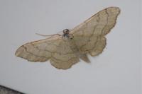 Idaea aversata