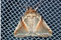 Habrosyne pyritoides