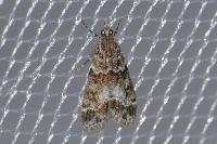Eudonia mercurella