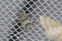 Eudonia mercurella