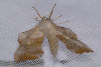 Laothoe populi