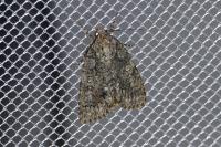 Acronicta rumicis