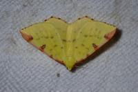 Opisthograptis luteolata