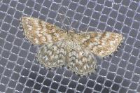Scopula tessellaria