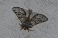Thaumetopoea pityocampa