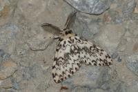 Lymantria monacha