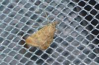 Pyrausta despicata