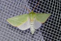 Pseudoips prasinanus