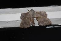 Laothoe populi