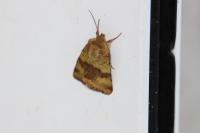 Heliothis viriplaca