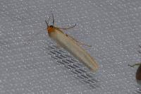 Manulea complana