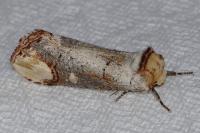 Phalera bucephala