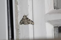 Biston betularia