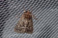 Thalpophila matura