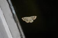 Cyclophora annularia
