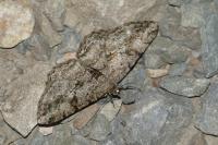 Peribatodes rhomboidaria rhomboidaria
