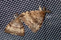 Lymantria dispar