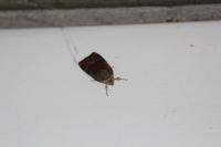 Noctua janthe/janthina