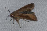 Mythimna unipuncta