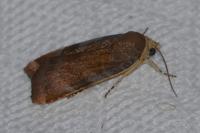 Noctua janthe/janthina
