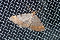 Macaria liturata