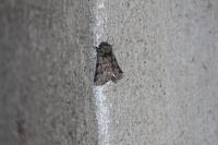 Thaumetopoea processionea